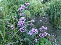 DSCF3345 (2).webp