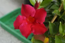 _DSC9332.webp