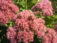 BILD4623.webp