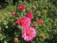 BILD4638.webp
