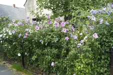 _DSC9329.webp