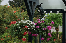 Blumenampel_Geranien_Pointer basket hanger_800.webp