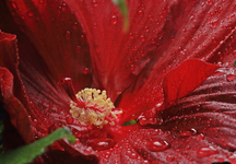 Hibiskus_Fireball_Regen_Tropfen_still life_makro1_800.webp