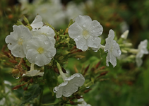 Phlox_weiss_Regen_tropfen_Detail_makro_1000.webp