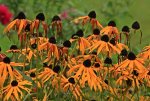 Rudbeckia fulgida Goldsturm_Regen_Tropfen_verblühend_gelb_braun_grün_800.JPG