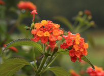 Wandelröschen_gelb_orange_grün_Regen_Tropfen_makro_800.webp