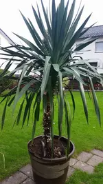 Palme.webp