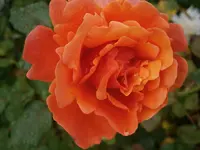 P9190437.webp