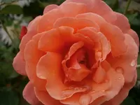 P9190438.webp