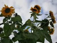 P9190440.webp