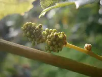 P9190443.webp