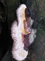 003_600x800.webp