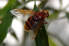 Schwebefliege_3479.webp