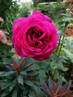 rsn2015 (28).webp
