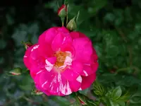 rsn2015 (29).webp