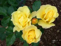rsn2015 (31).webp