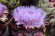 DSCF3386 (2).webp
