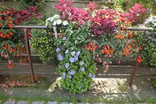 DSCF3387.jpg