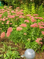 CIMG1451.webp