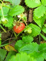 CIMG1450.webp