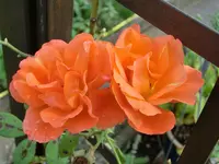 CIMG1448.webp