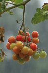 Tomaten im strömenden Regen_still life_1000.JPG