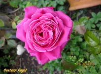 IMG_5762.webp