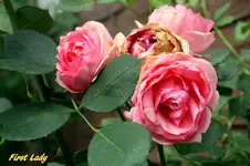 IMG_9344-001.webp