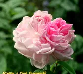 IMG_9346-001.webp