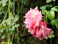 IMG_9349-001.webp