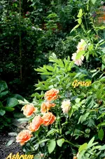 IMG_9353.webp