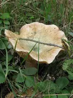008_600x800.webp