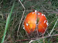 006_1067x800.webp