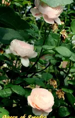 IMG_9358.webp