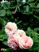 IMG_9359-001.webp