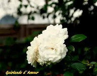 IMG_9361.webp