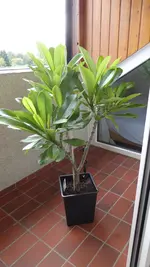 P1020019.webp