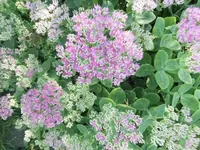 Bilda008.webp
