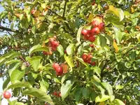 Bilda025.webp