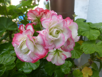 P1520987.webp
