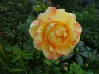 P1530006.webp