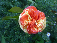 P1530034.webp