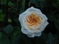 P1530039.webp