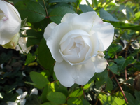 P1530001.webp