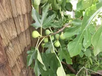 Feigen Späternte Sept. '15.webp