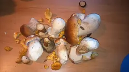 IMG-20150920-WA0004.webp