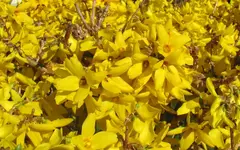 IMG_4828 - Copyv - Copyv.webp