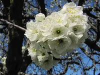 IMG_4664v - Copy v.webp