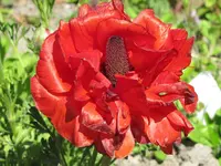 IMG_4715v - Copyv.webp