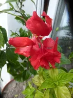 P1530111.webp
